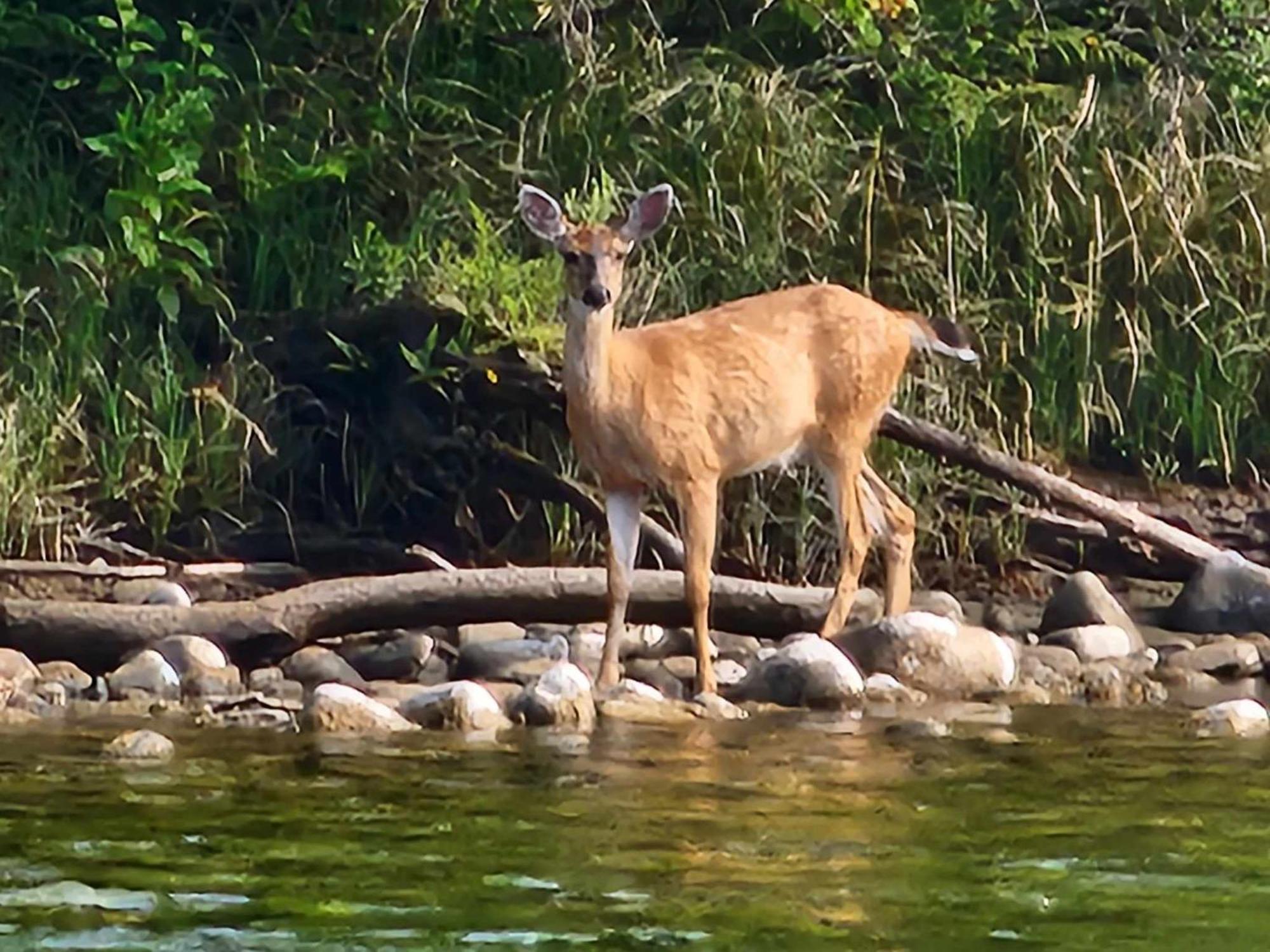 Campbell River Lodge Екстериор снимка
